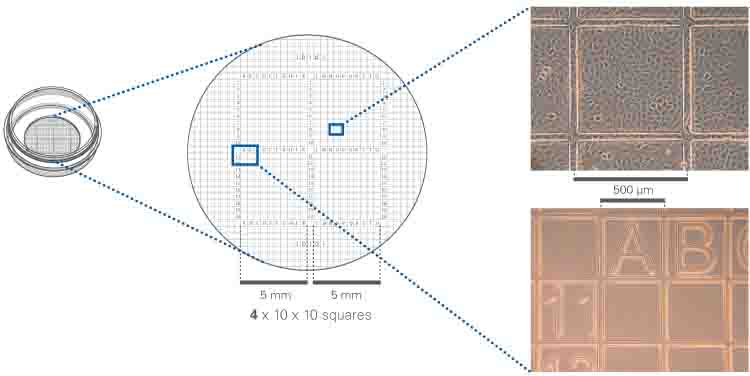 如何快速找回之前觀察過(guò)的細(xì)胞